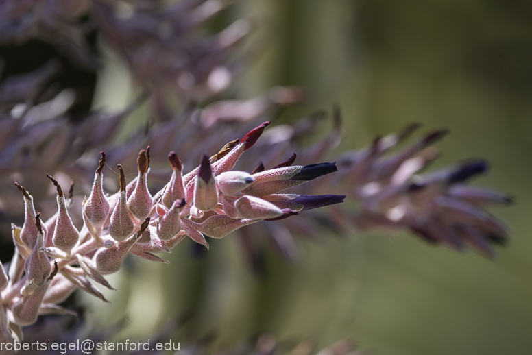 arizona garden